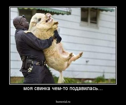 моя свинка чем-то подавилась...