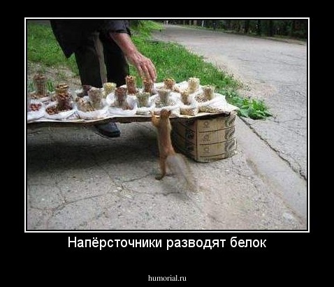 Напёрсточники разводят белок