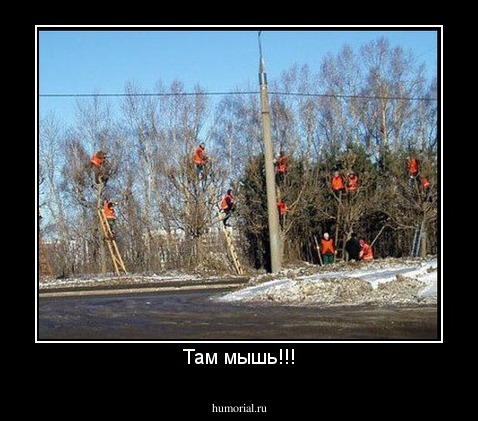 Там мышь!!!