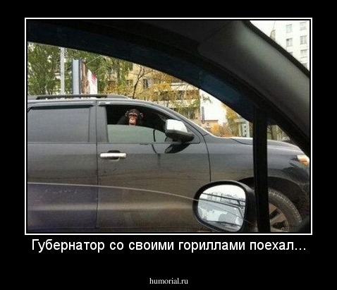 Губернатор со своими гориллами поехал...