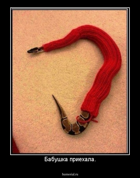 Бабушка приехала.