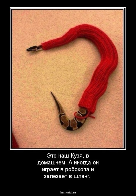 Это наш Кузя, в домашнем. А иногда он играет в робокопа и залезает в шланг.