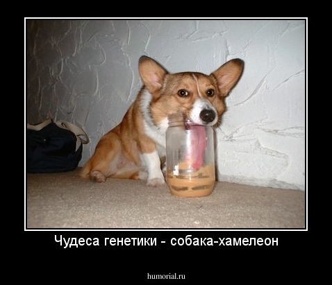 Чудеса генетики - собака-хамелеон