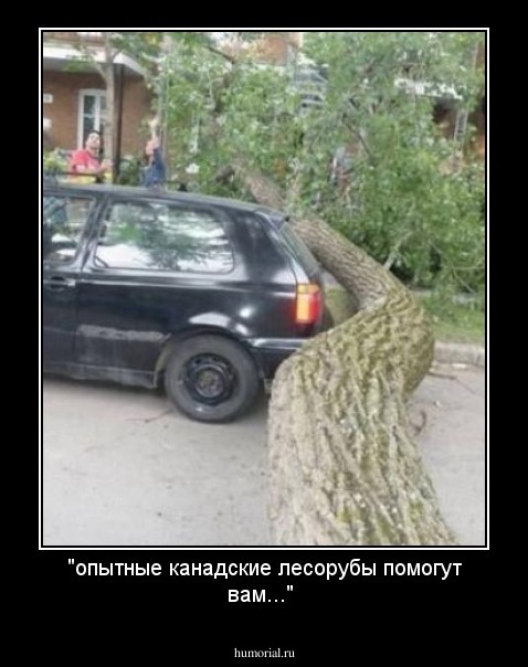"опытные канадские лесорубы помогут вам..."