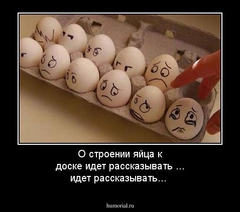 О строении яйца к доске  идет рассказывать ... идет рассказывать...