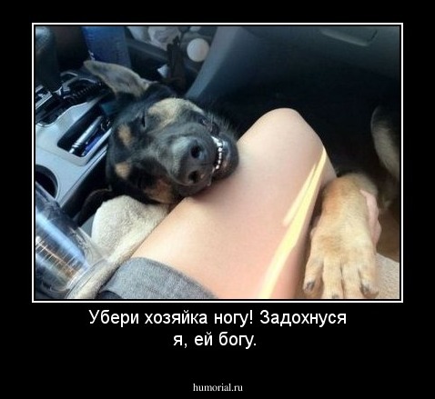 Убери хозяйка ногу! Задохнуся я, ей богу.