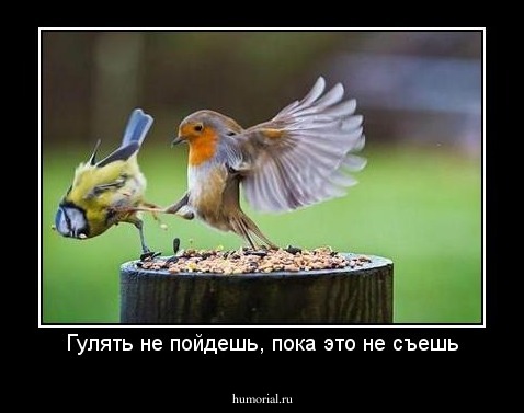 Гулять не пойдешь, пока это не съешь