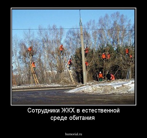 Сотрудники ЖКХ в естественной среде обитания