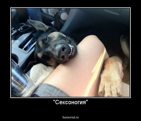 "Сексоногия"