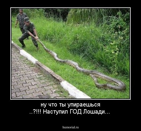 ну что ты упираешься ..?!!! Наступил ГОД Лошади...