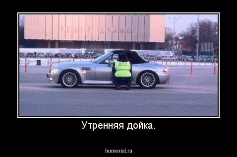 Утренняя дойка.