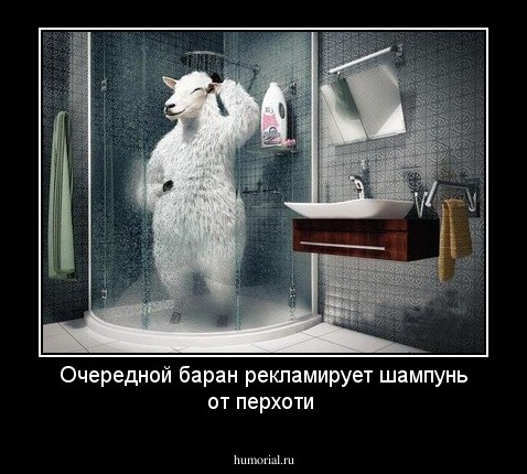 Очередной баран рекламирует шампунь от перхоти