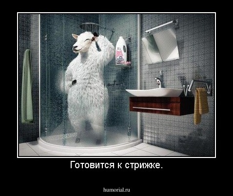 Готовится к стрижке.