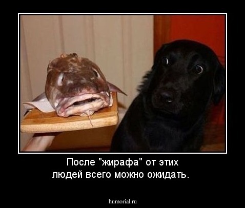 После "жирафа" от этих людей всего можно ожидать.