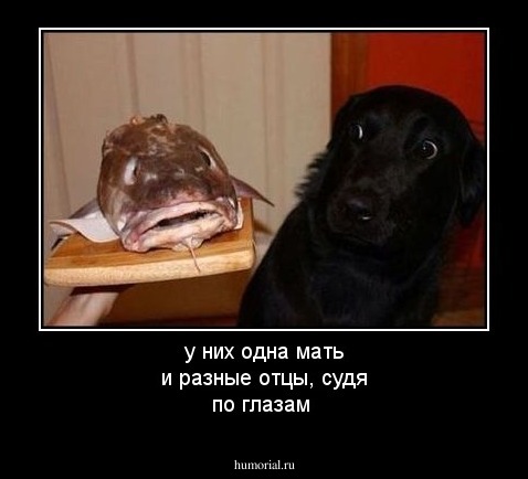 у них одна мать и разные отцы, судя по глазам