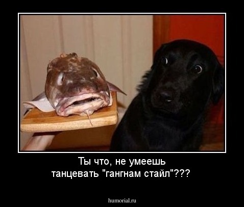 Ты что, не умеешь танцевать "гангнам стайл"???
