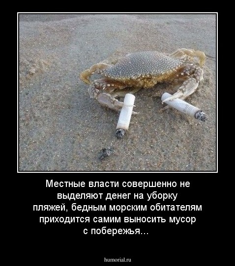 Местные власти совершенно не выделяют денег на уборку пляжей, бедным морским обитателям приходится самим выносить мусор с побережья...