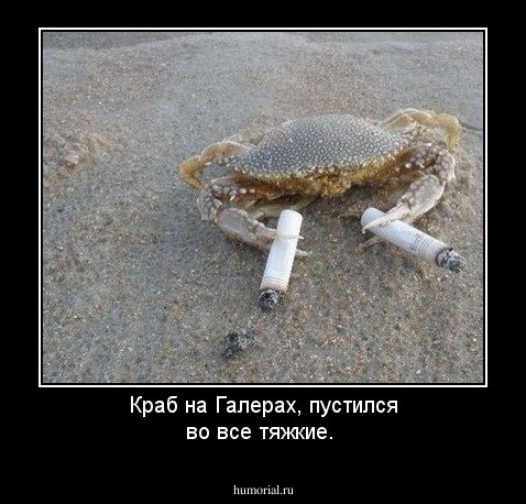 Краб на Галерах,  пустился во все тяжкие.