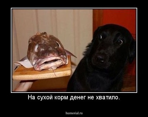 На сухой корм денег не хватило.