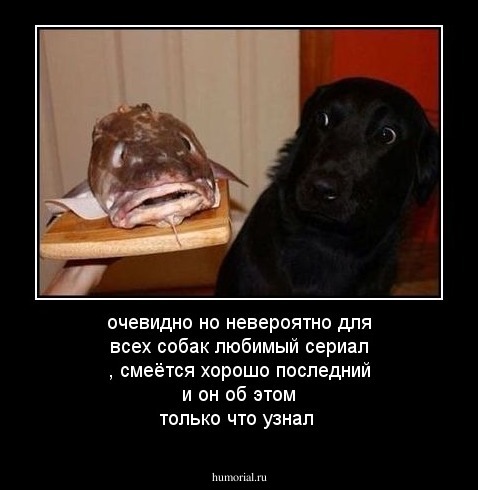 очевидно но невероятно для всех собак любимый сериал , смеётся хорошо последний и он об этом только что узнал