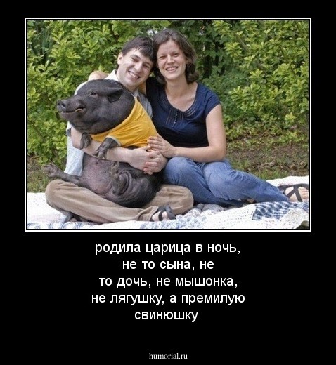 родила царица в ночь, не то сына, не то дочь, не мышонка, не лягушку, а премилую свинюшку