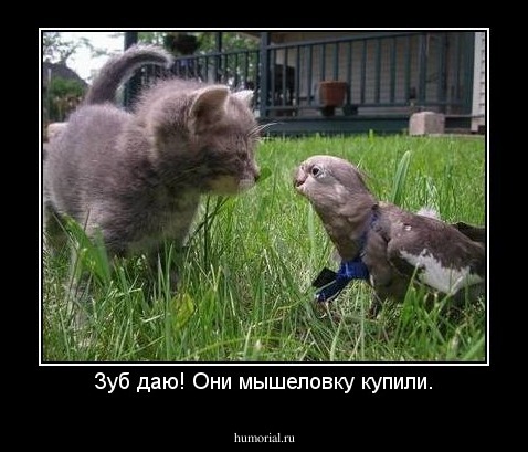 Зуб даю! Они мышеловку купили.