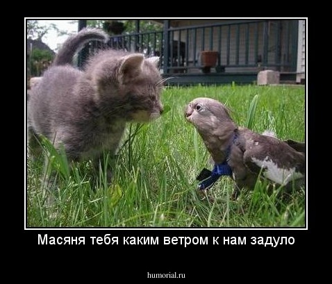Масяня тебя каким ветром к нам задуло