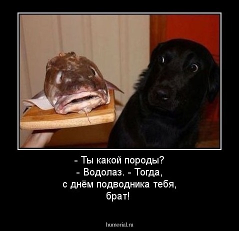 - Ты какой породы? - Водолаз. - Тогда, с днём подводника тебя, брат!