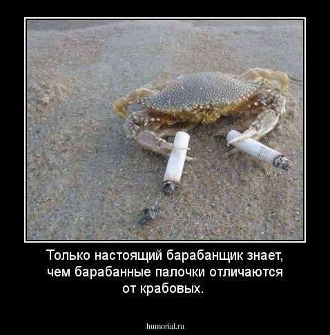 Только настоящий барабанщик знает, чем барабанные палочки отличаются от крабовых.