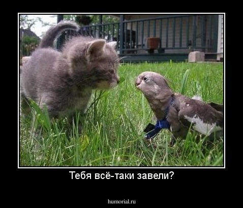 Тебя всё-таки завели?