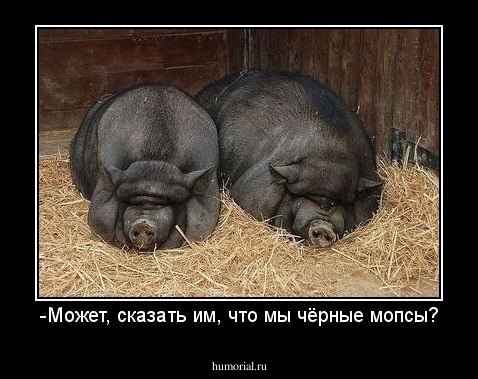 -Может, сказать им, что мы чёрные мопсы?