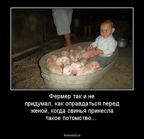 Фермер так и не придумал, как оправдаться перед женой, когда свинья принесла такое потомство...