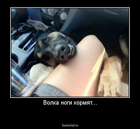 Волка ноги кормят...
