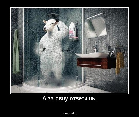 А за овцу ответишь!