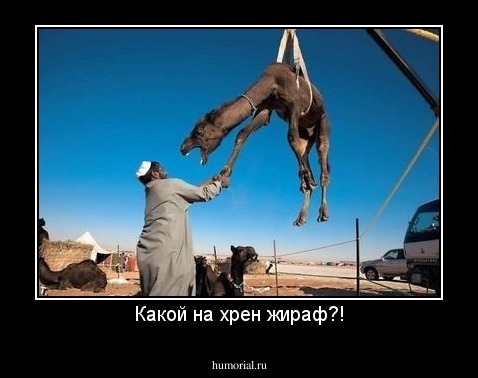 Какой на хрен жираф?!