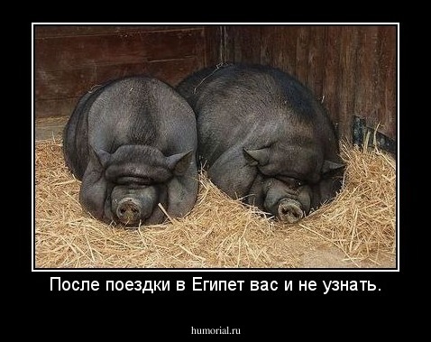 После поездки в Египет вас и не узнать.