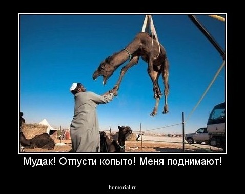 Мудак! Отпусти копыто! Меня поднимают!