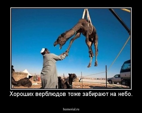 Хороших верблюдов тоже забирают на небо.