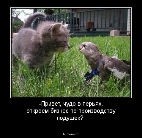 -Привет, чудо в перьях.  откроем бизнес по производству подушек?