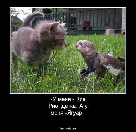 -У меня  - Киа Рио, детка.  А у меня -Ягуар.