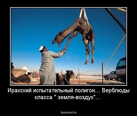 Иракский испытательный полигон... Верблюды класса " земля-воздух"...