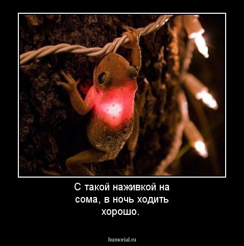 С такой наживкой на сома, в ночь ходить хорошо.