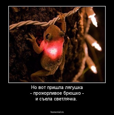 Но вот пришла лягушка - прожорливое брюшко - и съела светлячка.