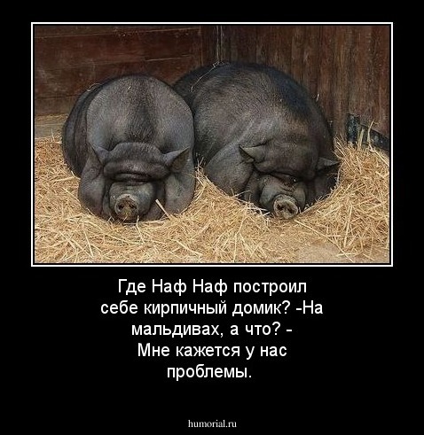 Где  Наф Наф построил себе кирпичный домик?                                                               -На мальдивах, а что?                                       - Мне кажется у нас проблемы.