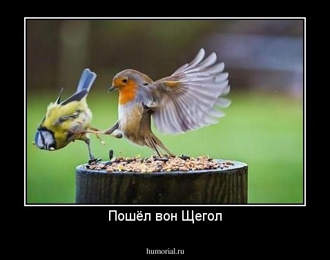 Пошёл вон Щегол