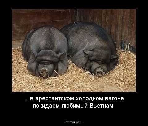 ...в арестантском холодном вагоне покидаем любимый Вьетнам