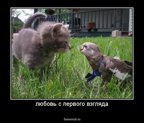 любовь с первого взгляда