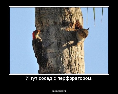 И тут сосед с перфоратором.