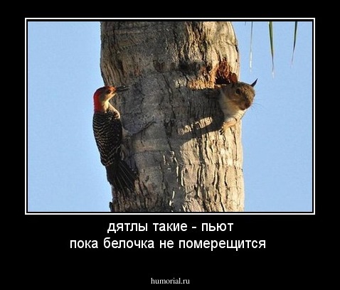 дятлы такие - пьют пока белочка не померещится