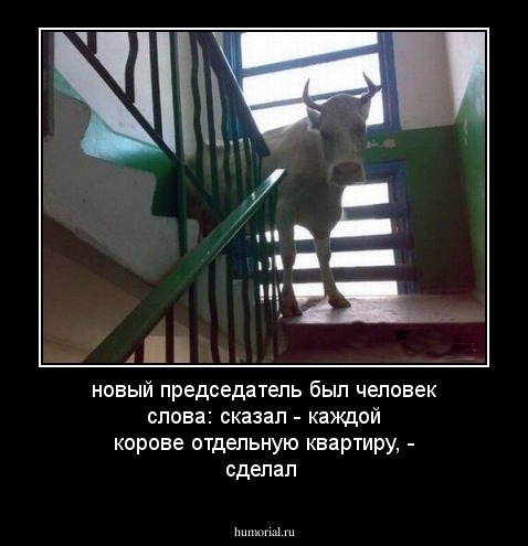 новый председатель был человек слова: сказал - каждой корове отдельную квартиру, - сделал
